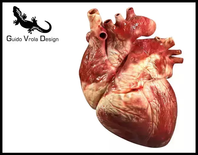 Accurate human heart 3D model