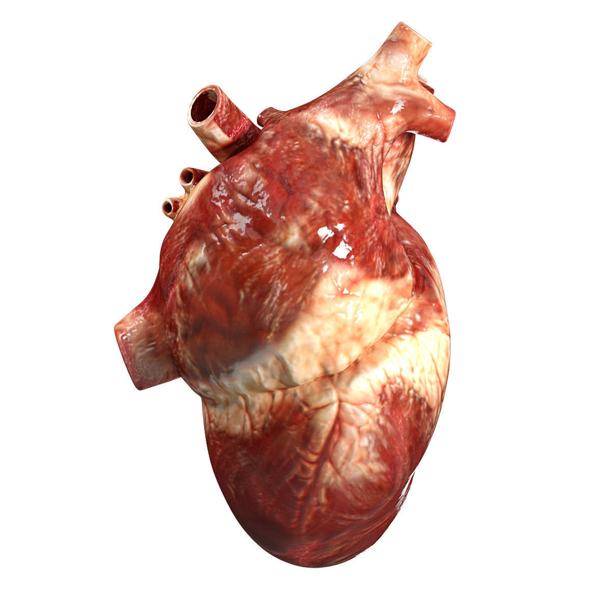 Accurate human heart 3D model_3