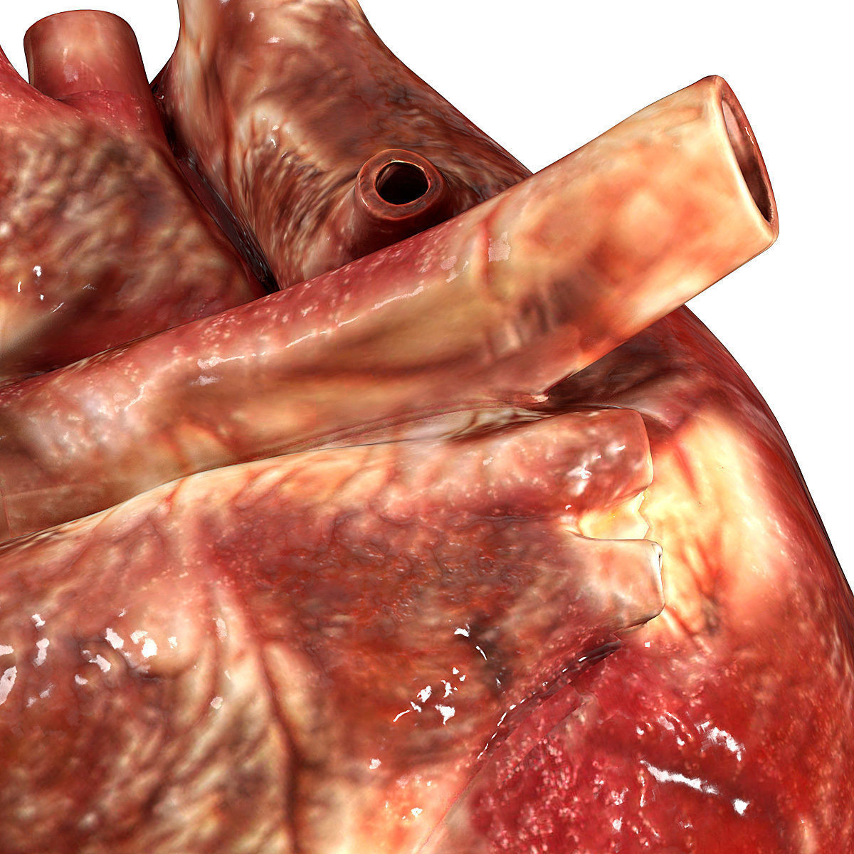 Accurate human heart 3D model_5