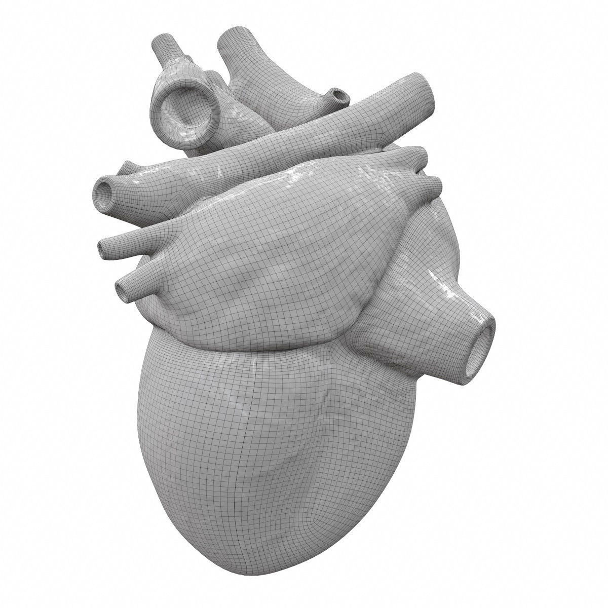 Accurate human heart 3D model_7