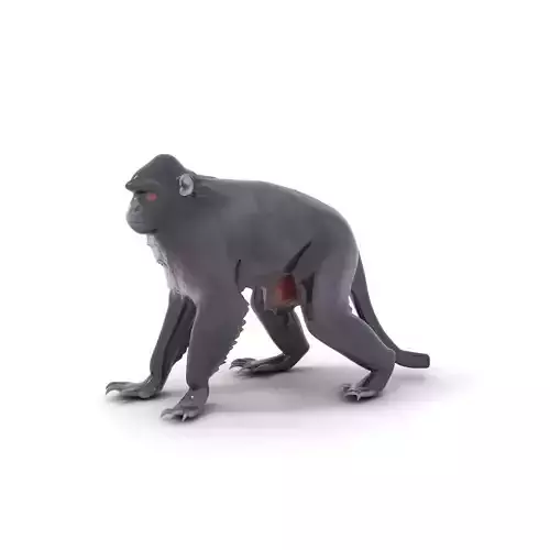 Elegant Black Monkey model pack Low-poly 3D model