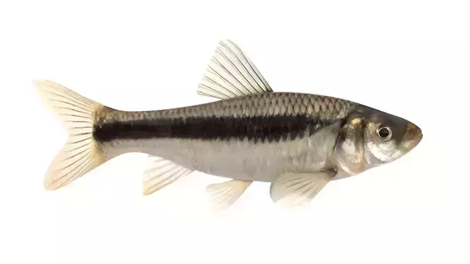 Fish Chub 3D model