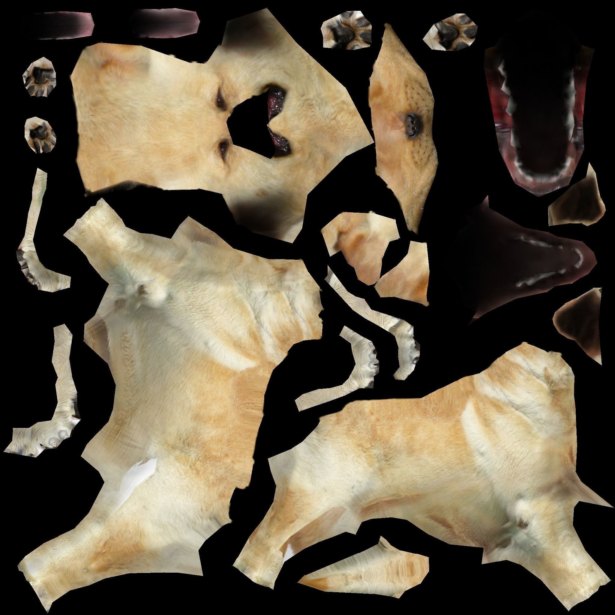 Labrador Dog Low-poly 3D model_4