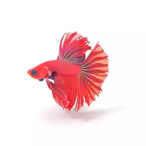 Vibrant Betta Fish model pack