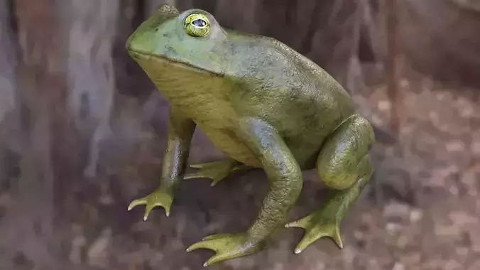 Frog Toad Low-poly 3D model