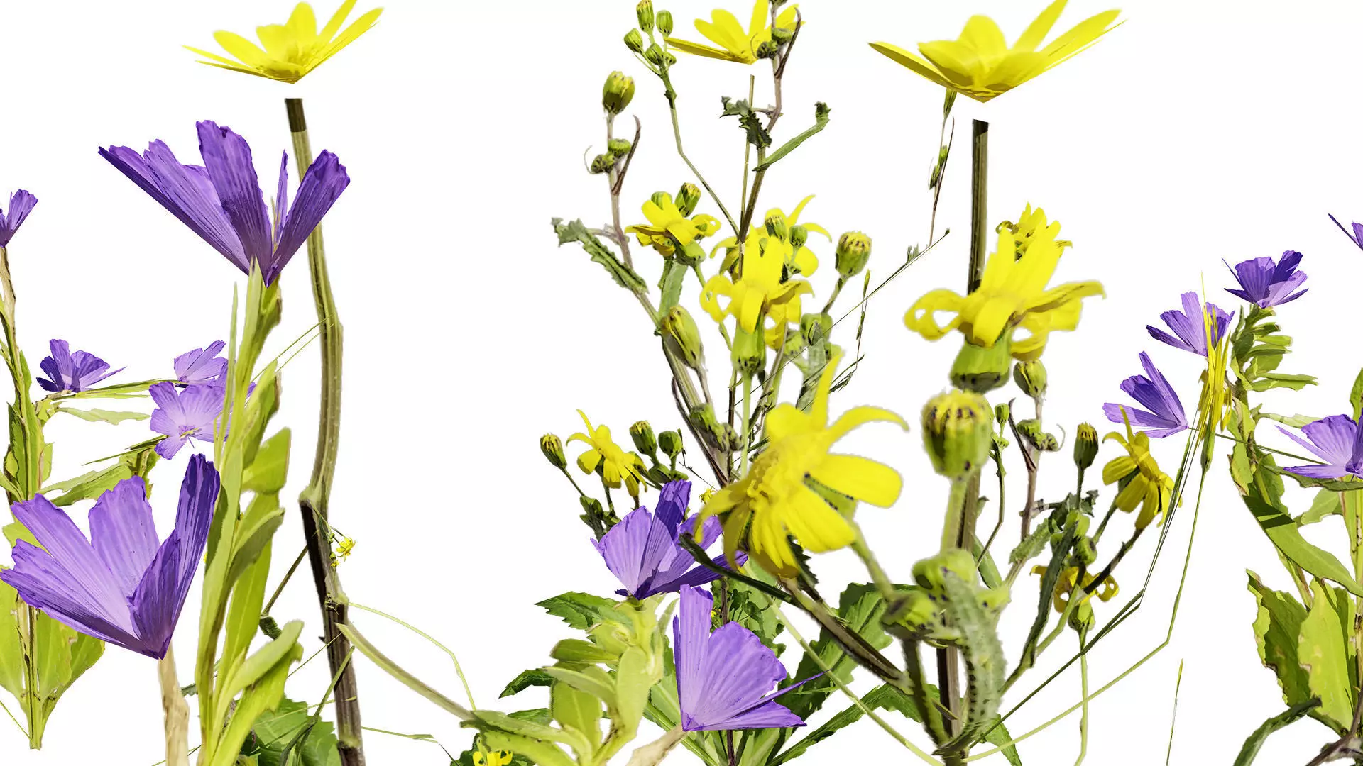 Wild Game Ready Foliage Low-poly 3D model_8