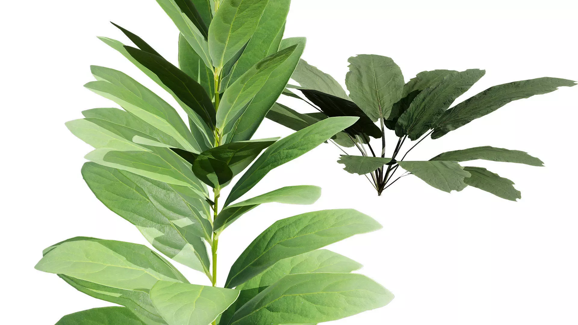 Wild Game Ready Foliage Low-poly 3D model_10