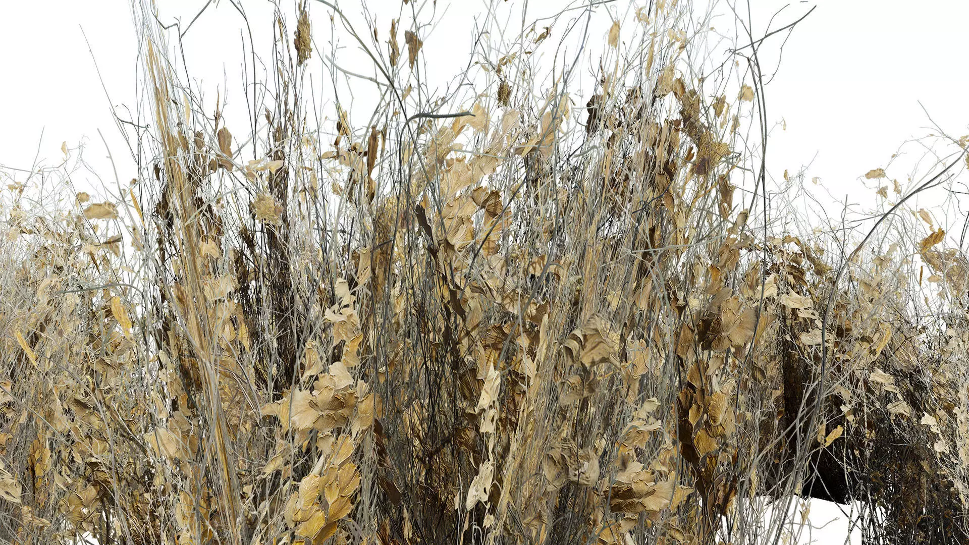 Wild Game Ready Foliage Low-poly 3D model_3