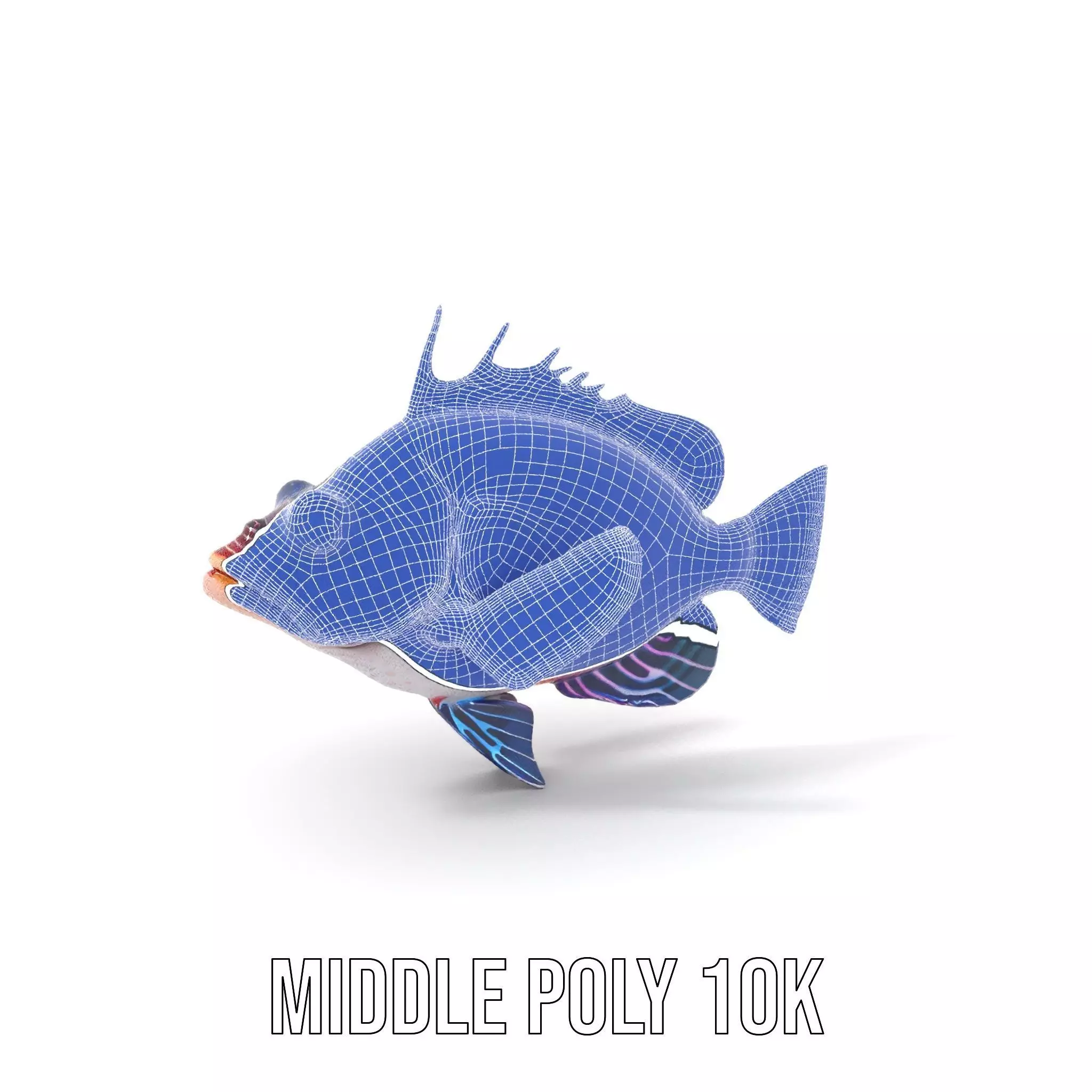 Vibrant Fish model pack Low-poly 3D model_23