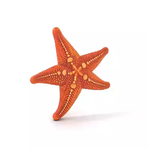Orange Starfish Marine model pack Low-poly 3D model