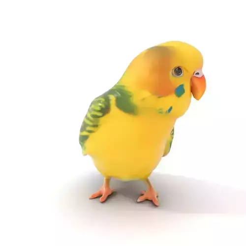 Yellow Parakeet model pack