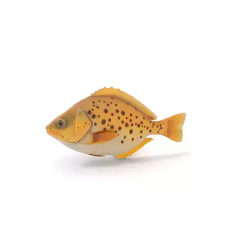 Spotted Fish model pack Low-poly 3D model