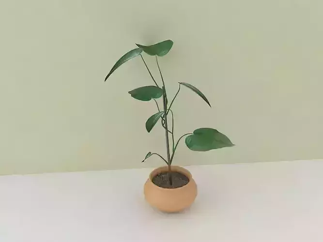 Houseplant plant in pot