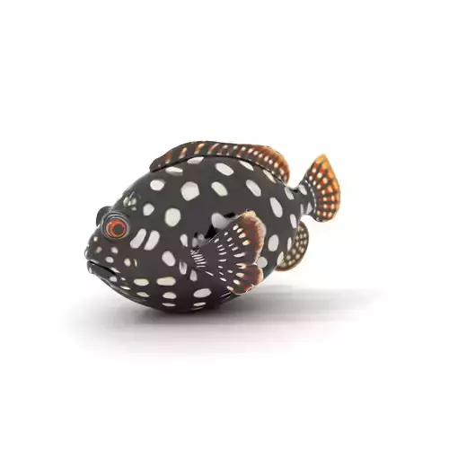 Spotted Fish Design model pack Low-poly 3D model