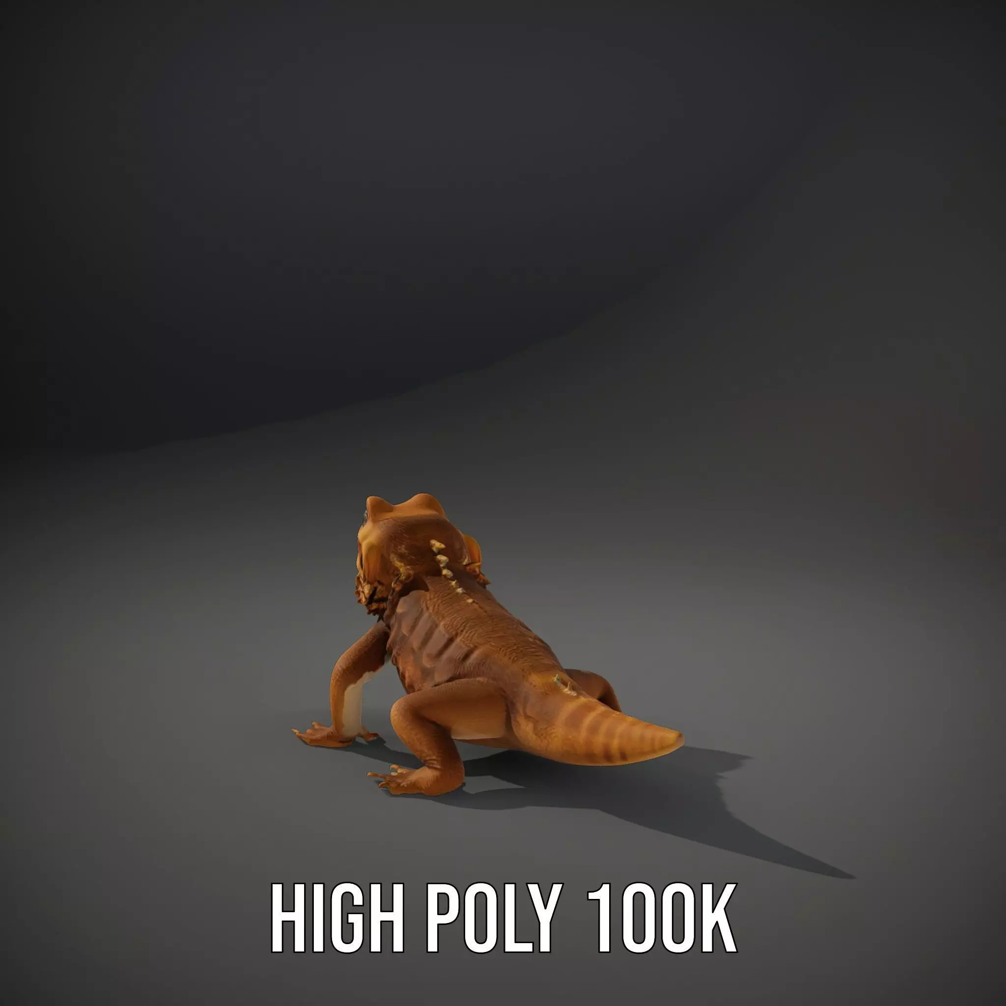Golden Bearded Dragon model pack Low-poly 3D model_10