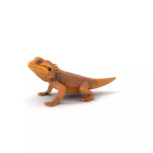 Golden Bearded Dragon model pack Low-poly 3D model