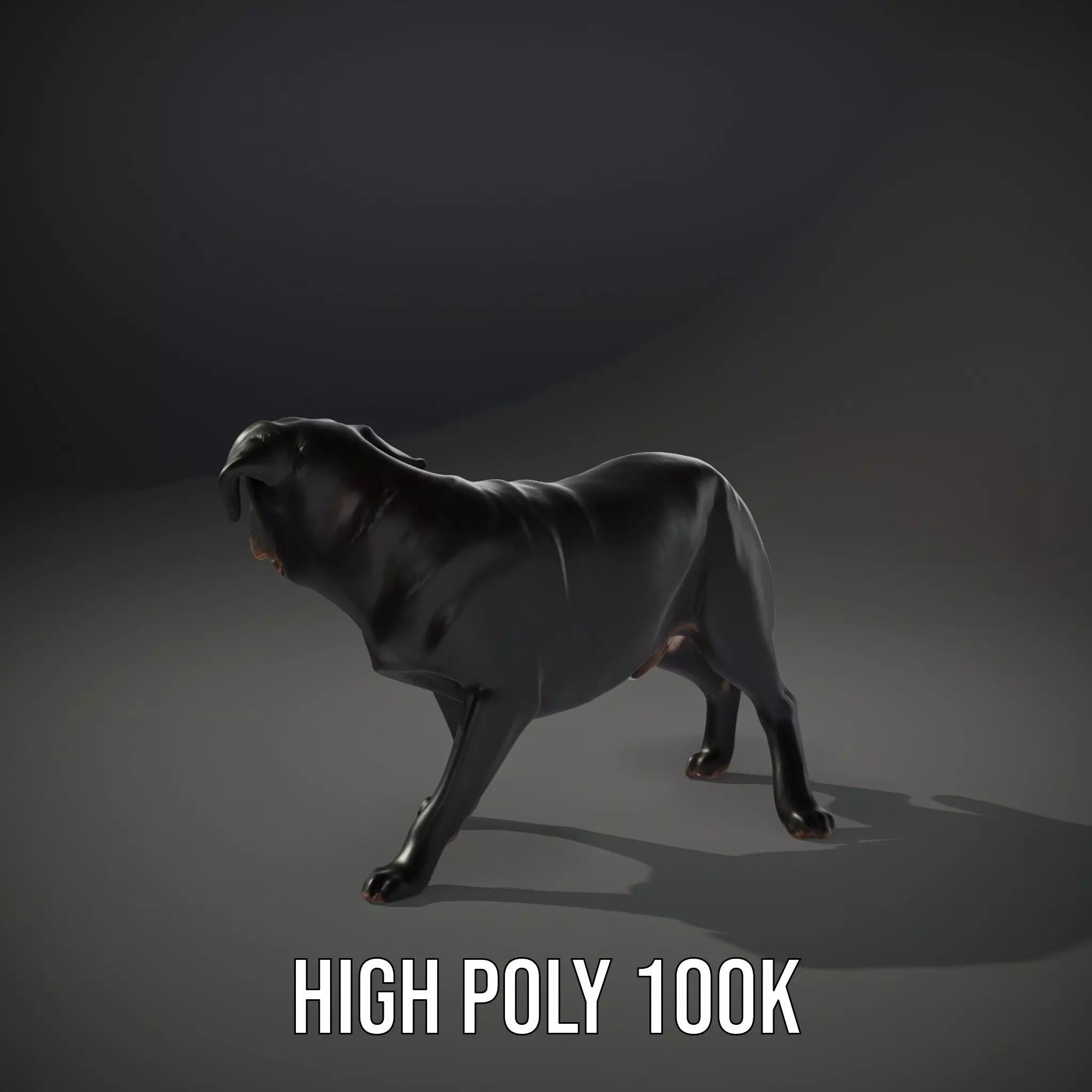 Black Labrador model pack Low-poly 3D model_8