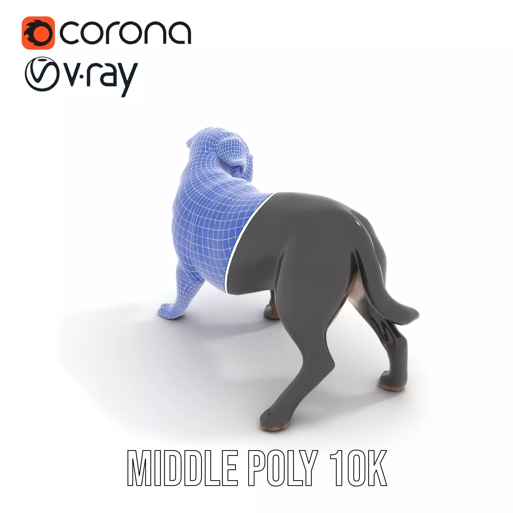 Black Labrador model pack Low-poly 3D model_29