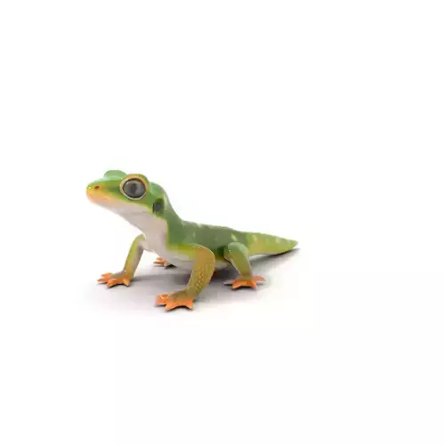 Green Gecko model pack Low-poly 3D model