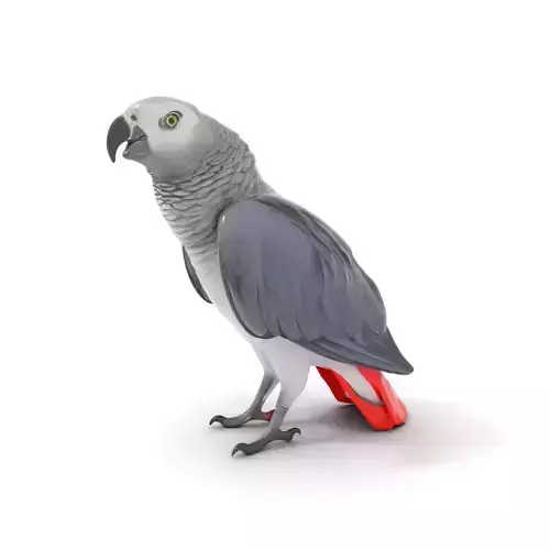 African Grey Parrot model pack Low-poly 3D model