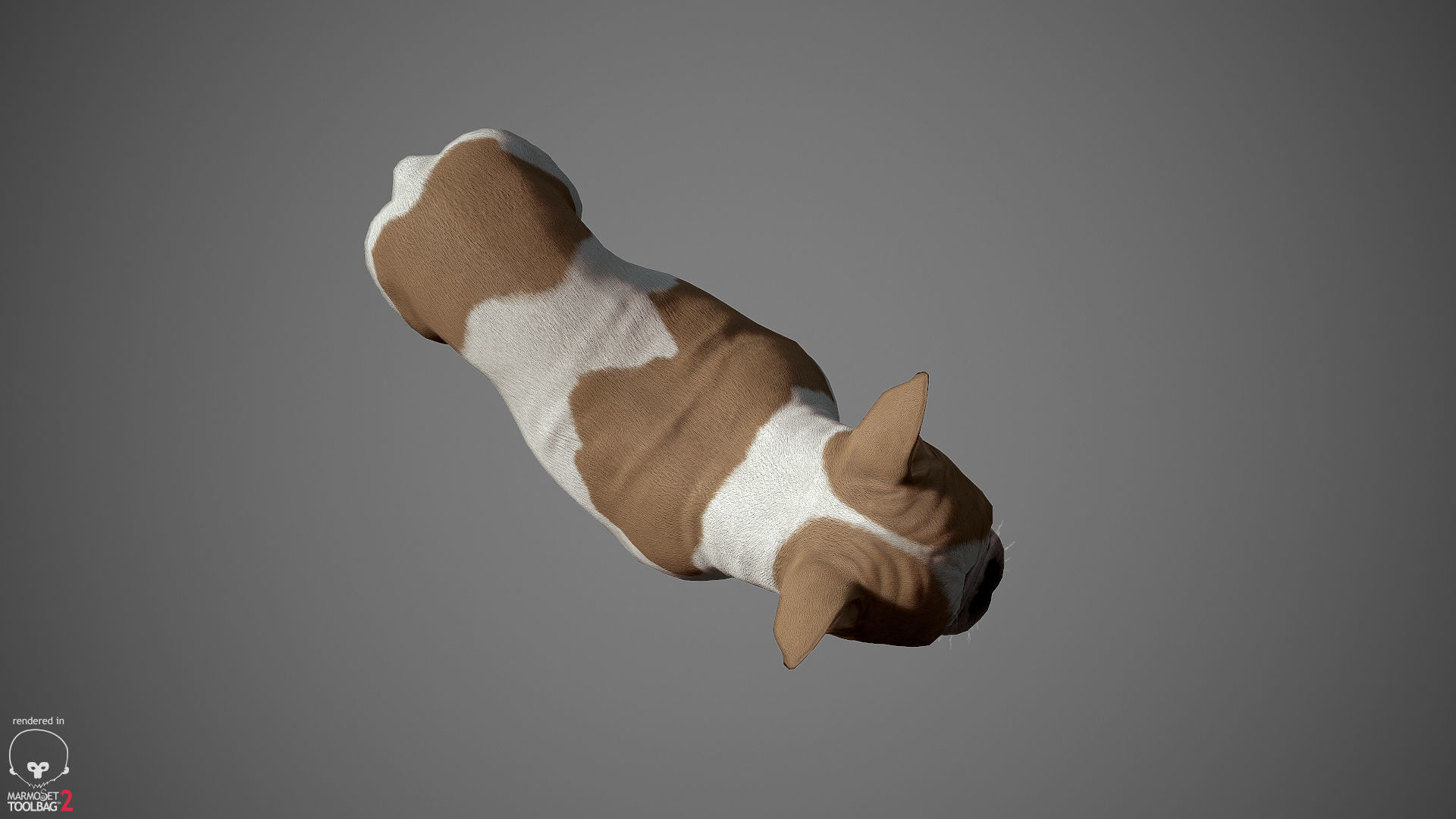 French Bulldog Real-Time Low-poly 3D model_21