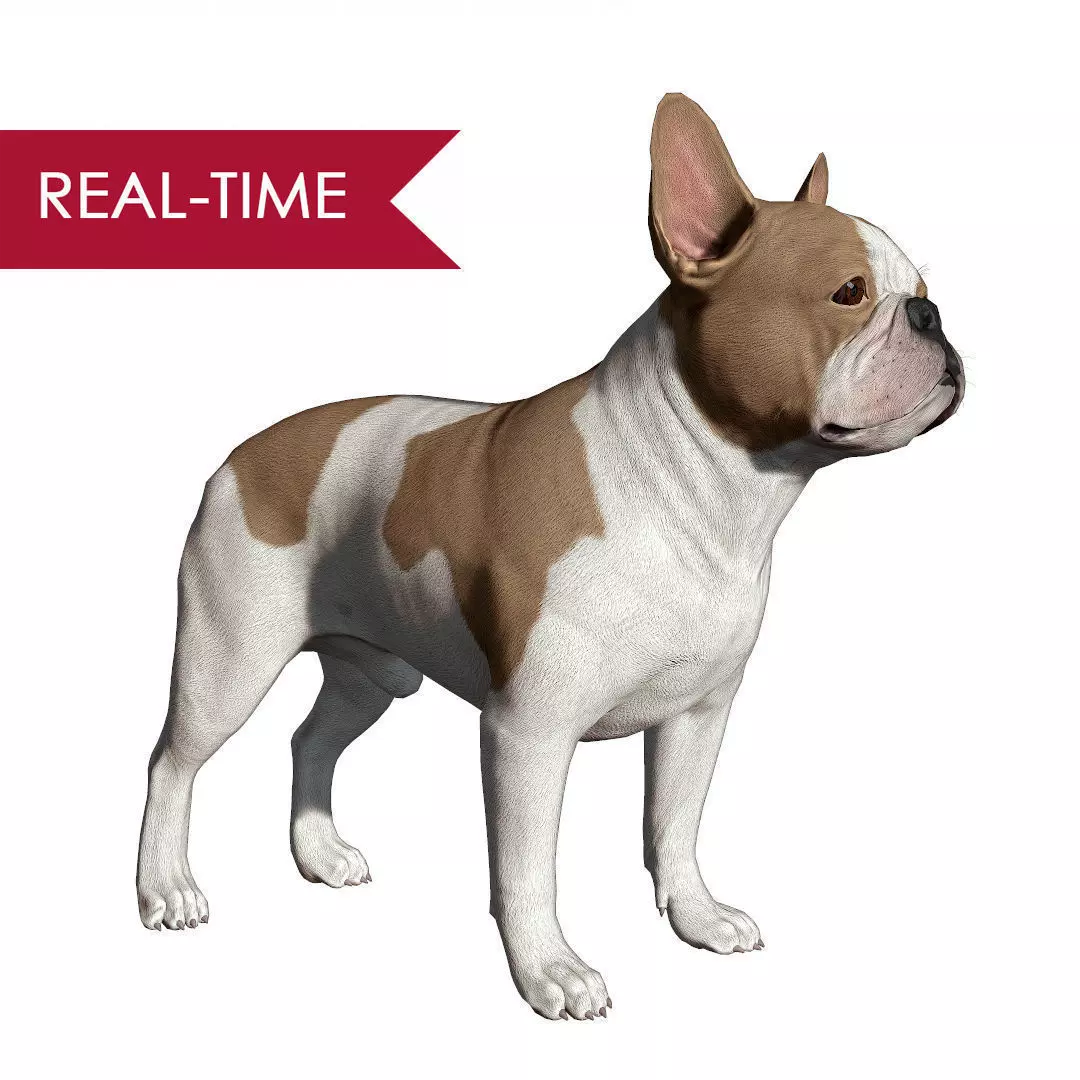 French Bulldog Real-Time Low-poly 3D model_0