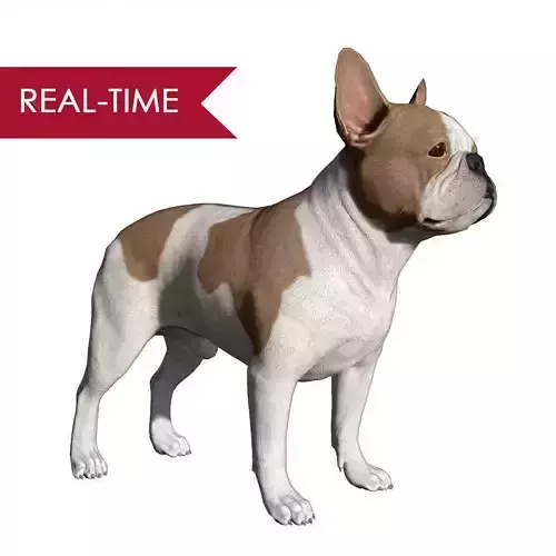 French Bulldog Real-Time Low-poly 3D model