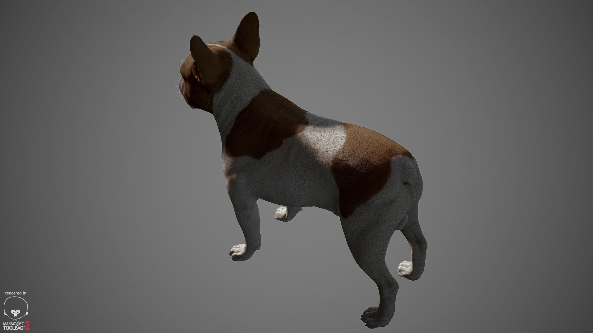 French Bulldog Real-Time Low-poly 3D model_8