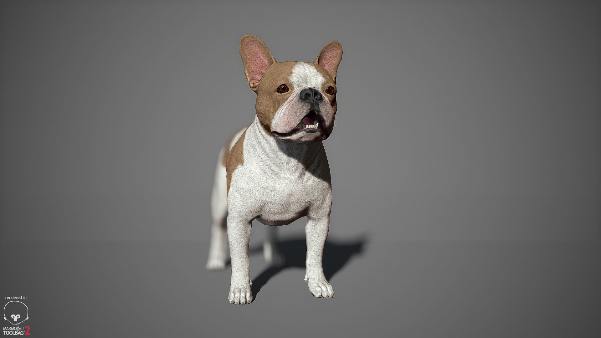 French Bulldog Real-Time Low-poly 3D model_15