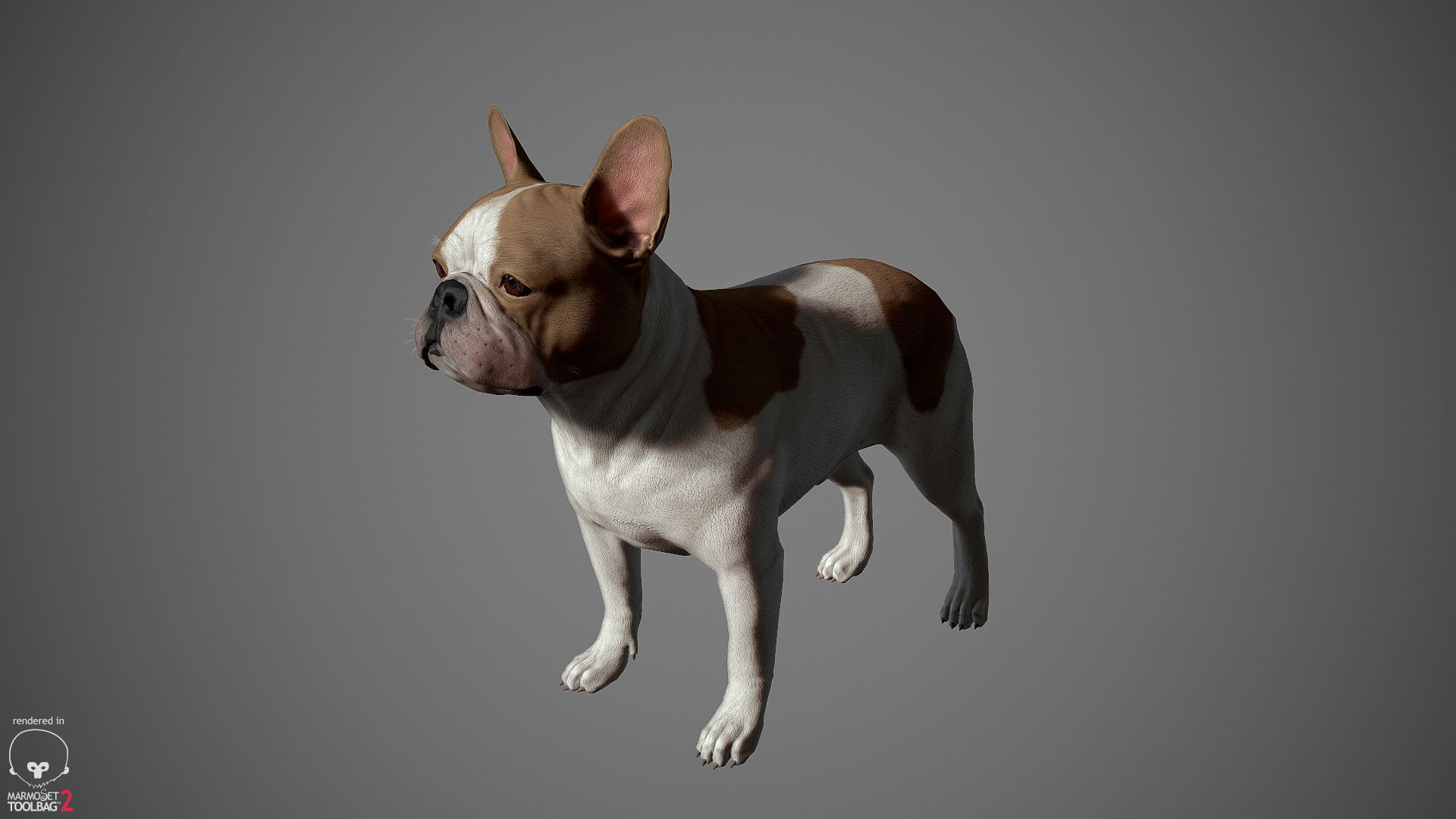 French Bulldog Real-Time Low-poly 3D model_7