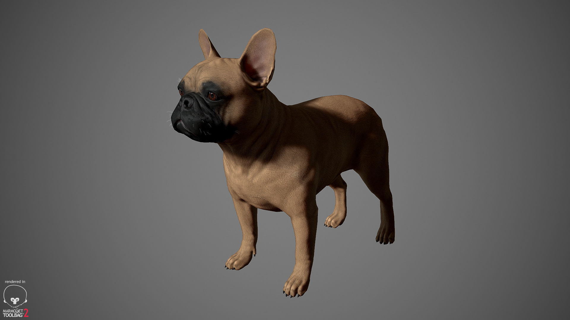 French Bulldog Real-Time Low-poly 3D model_20