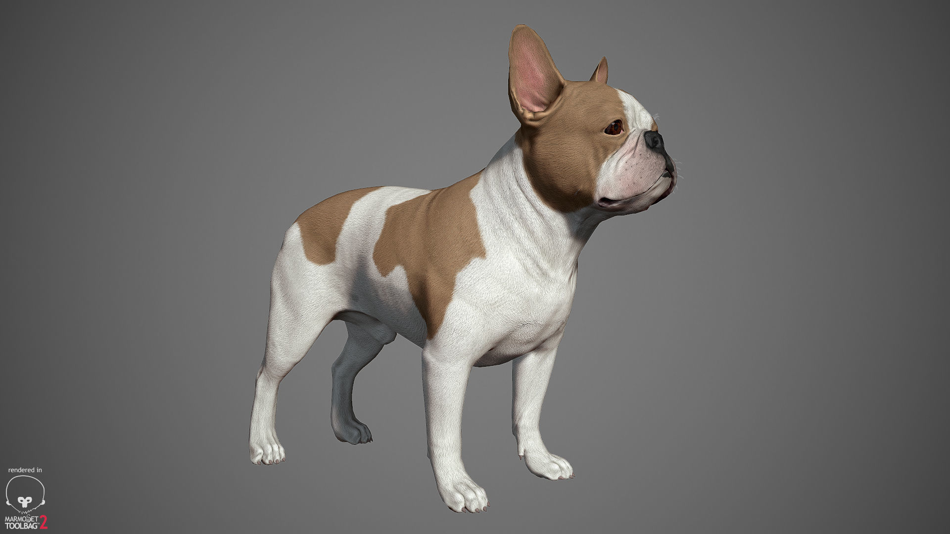 French Bulldog Real-Time Low-poly 3D model_2