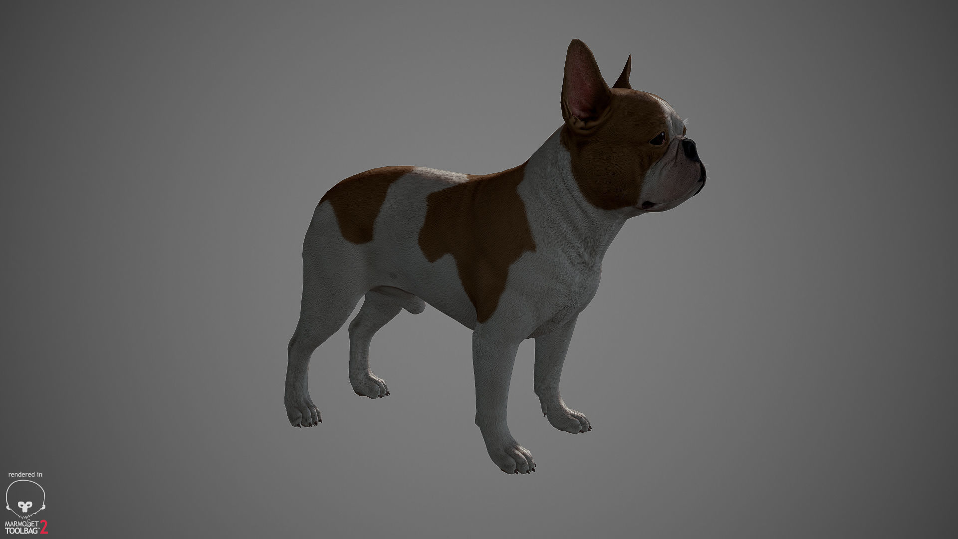 French Bulldog Real-Time Low-poly 3D model_10