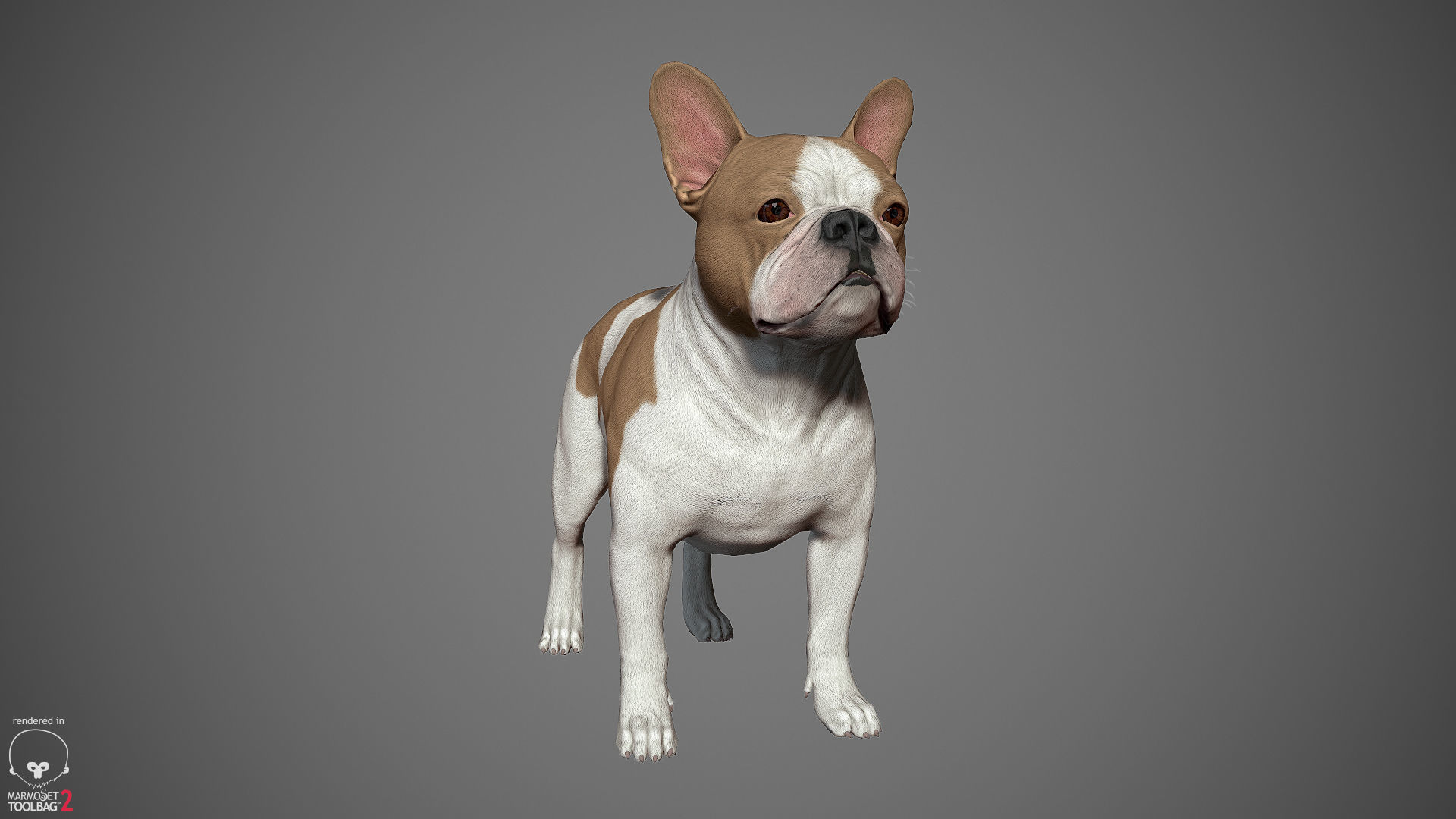 French Bulldog Real-Time Low-poly 3D model_6
