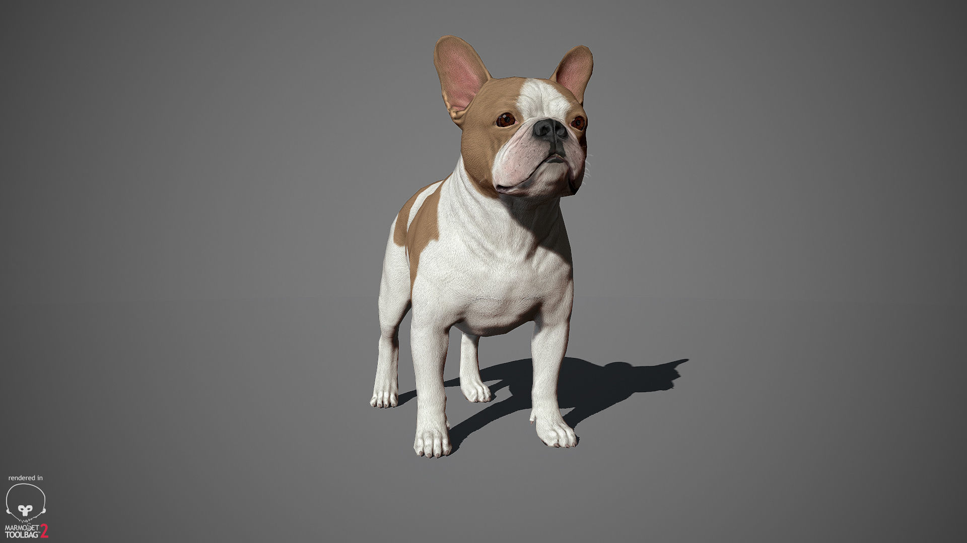 French Bulldog Real-Time Low-poly 3D model_12