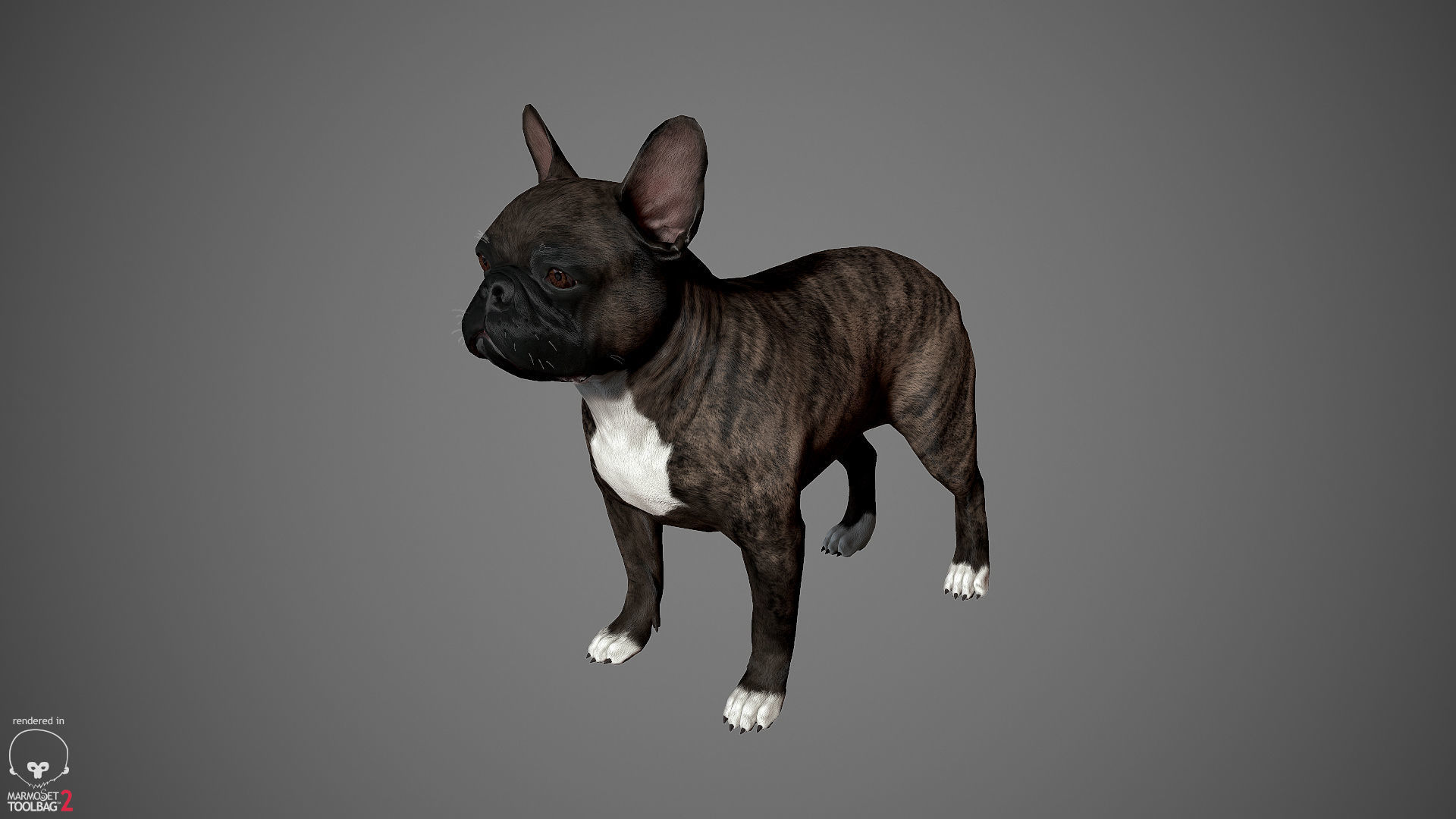 French Bulldog Real-Time Low-poly 3D model_22