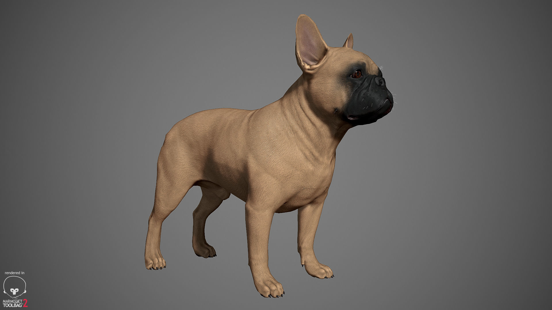 French Bulldog Real-Time Low-poly 3D model_3
