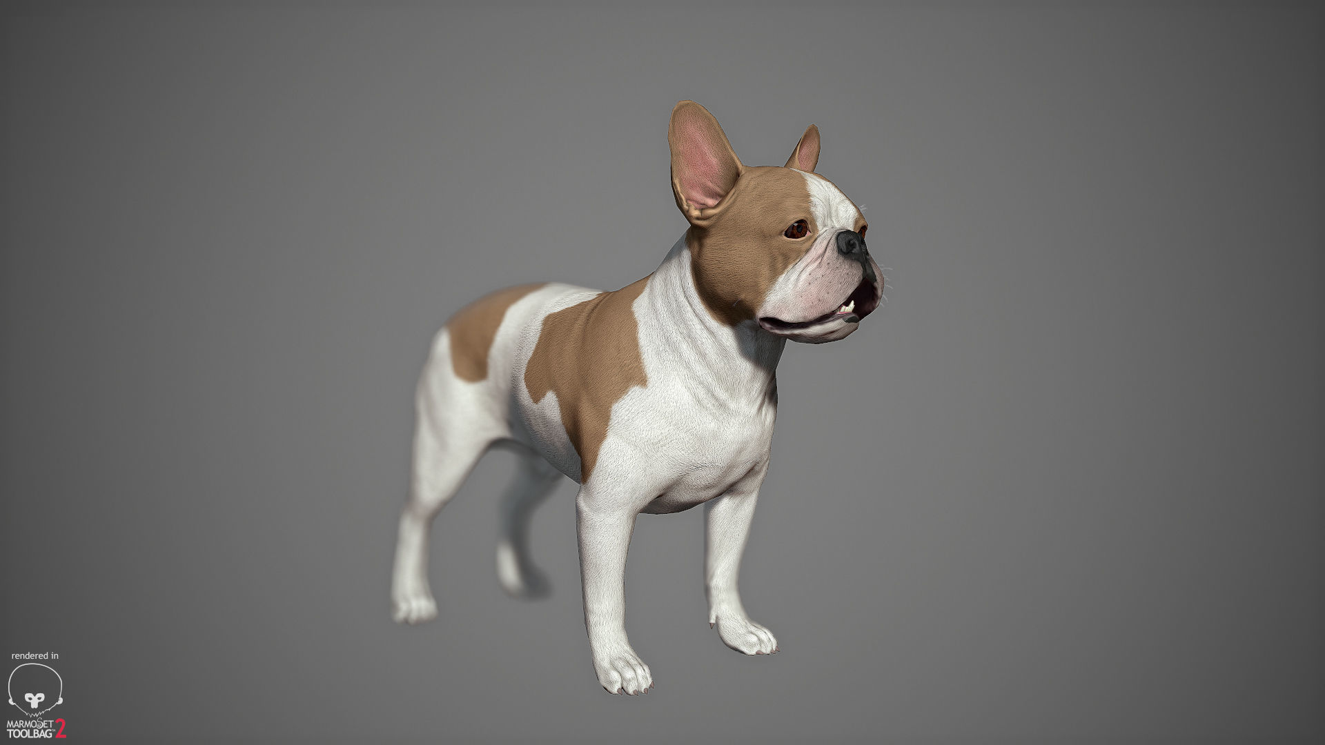 French Bulldog Real-Time Low-poly 3D model_17