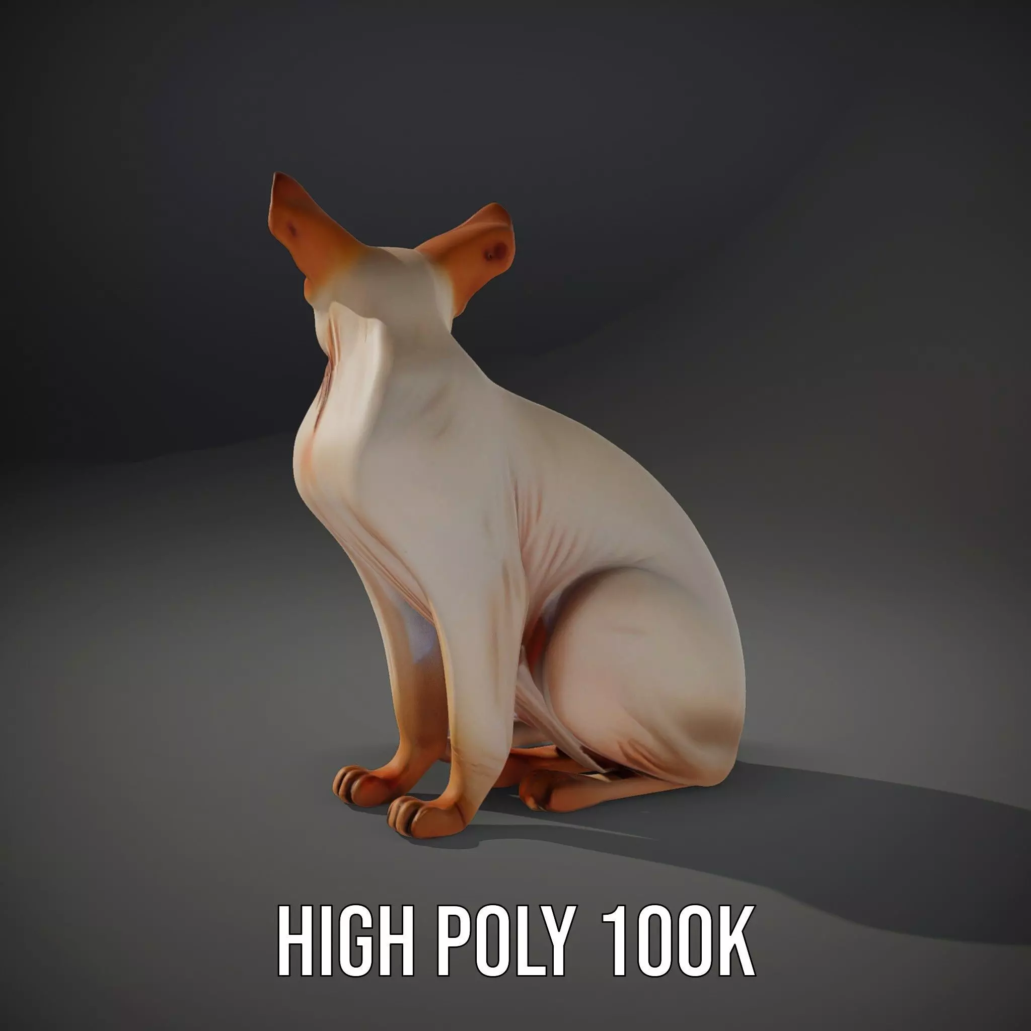 Sphynx Cat Elegance model pack Low-poly 3D model_10
