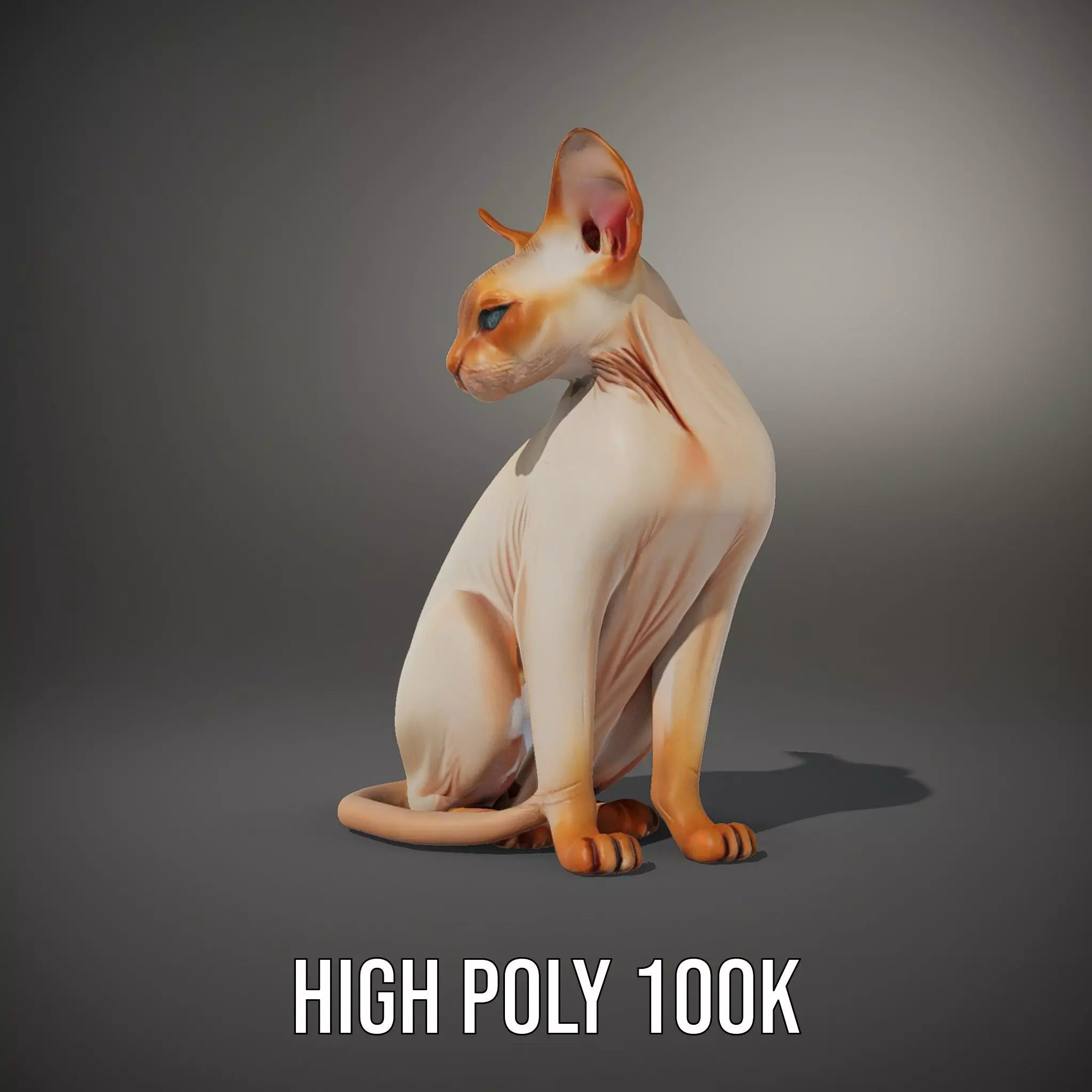 Sphynx Cat Elegance model pack Low-poly 3D model_8