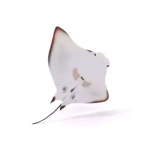 Oceanic Manta Ray model pack Low-poly 3D model