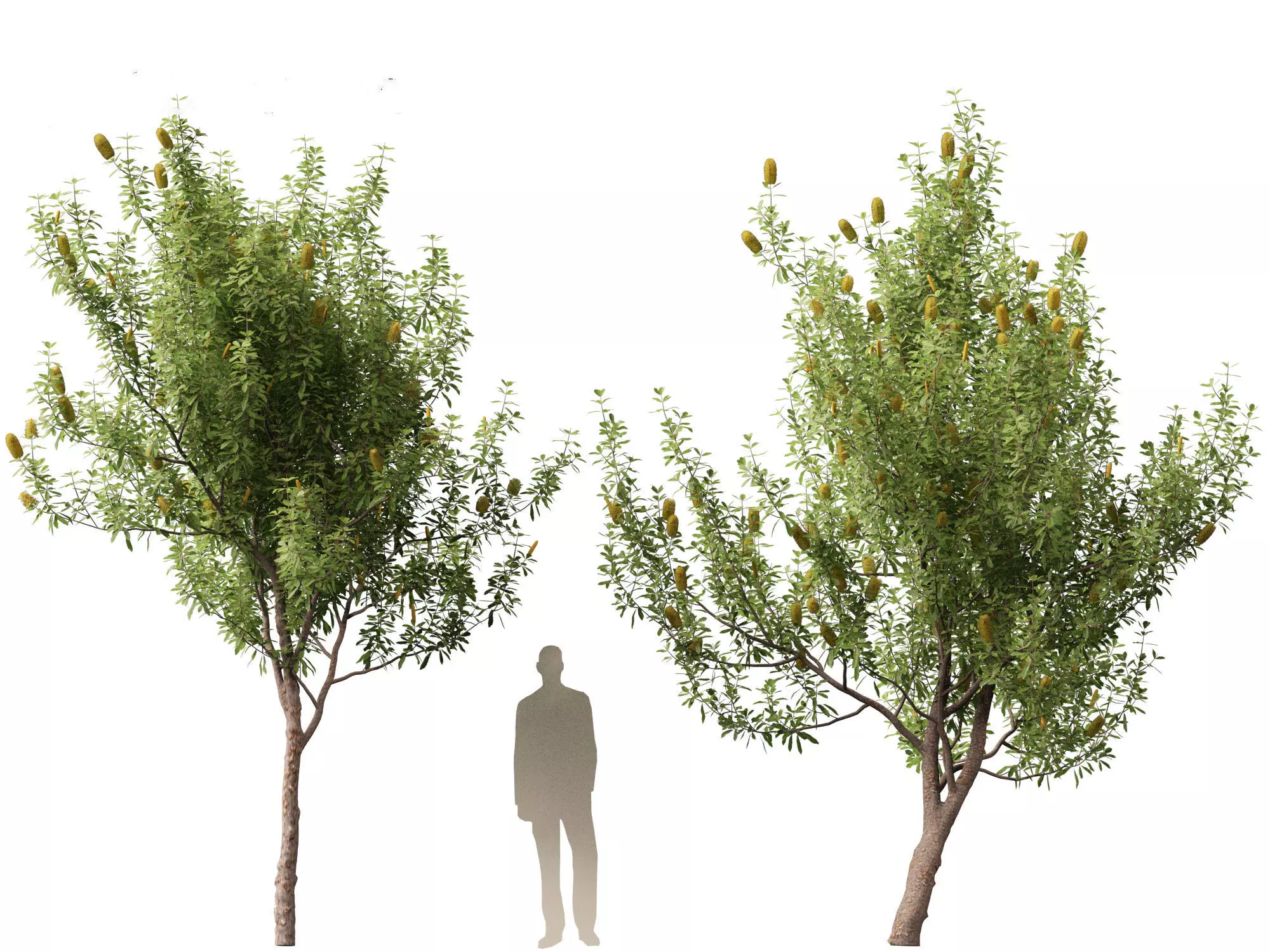 Australian Garden Essentials Pack 30 3D model_7