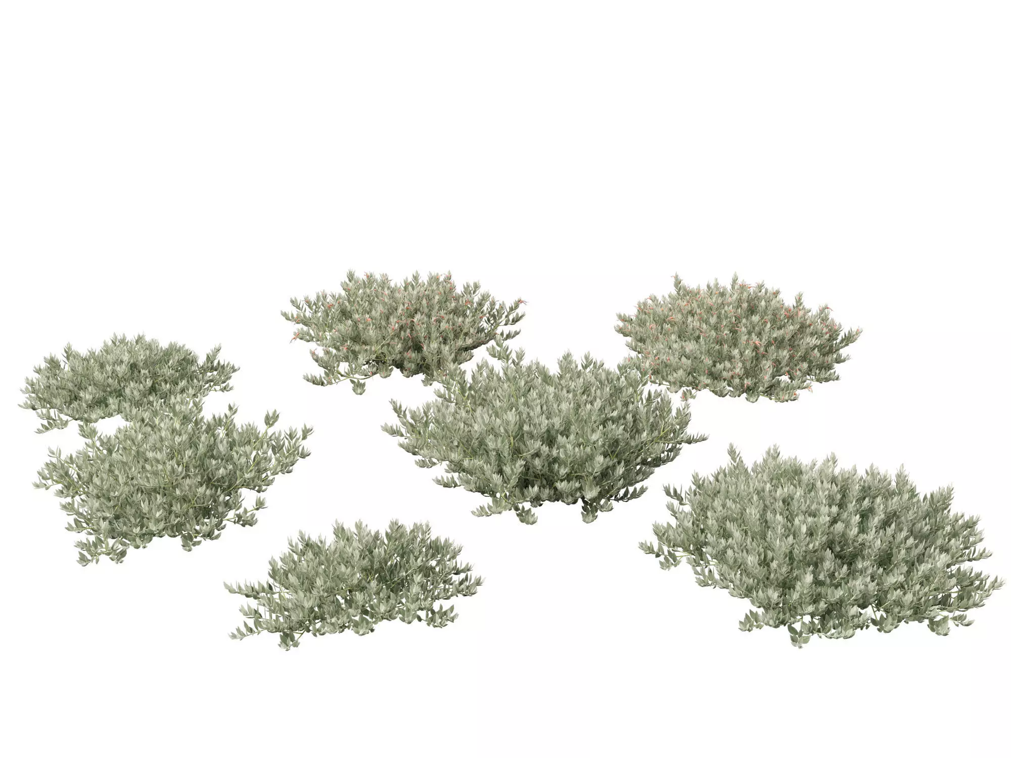 Australian Garden Essentials Pack 30 3D model_14