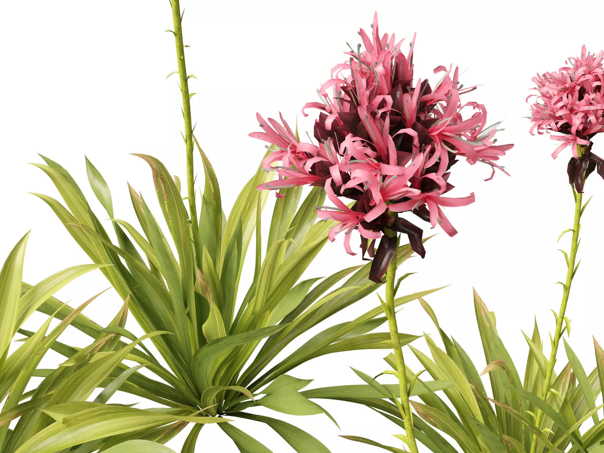 Australian Garden Essentials Pack 30 3D model_12