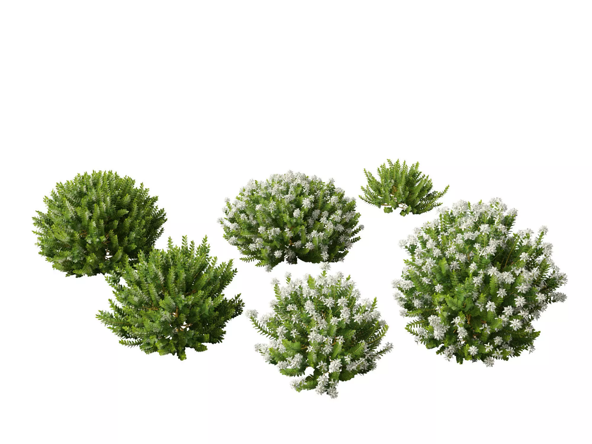 Australian Garden Essentials Pack 30 3D model_16
