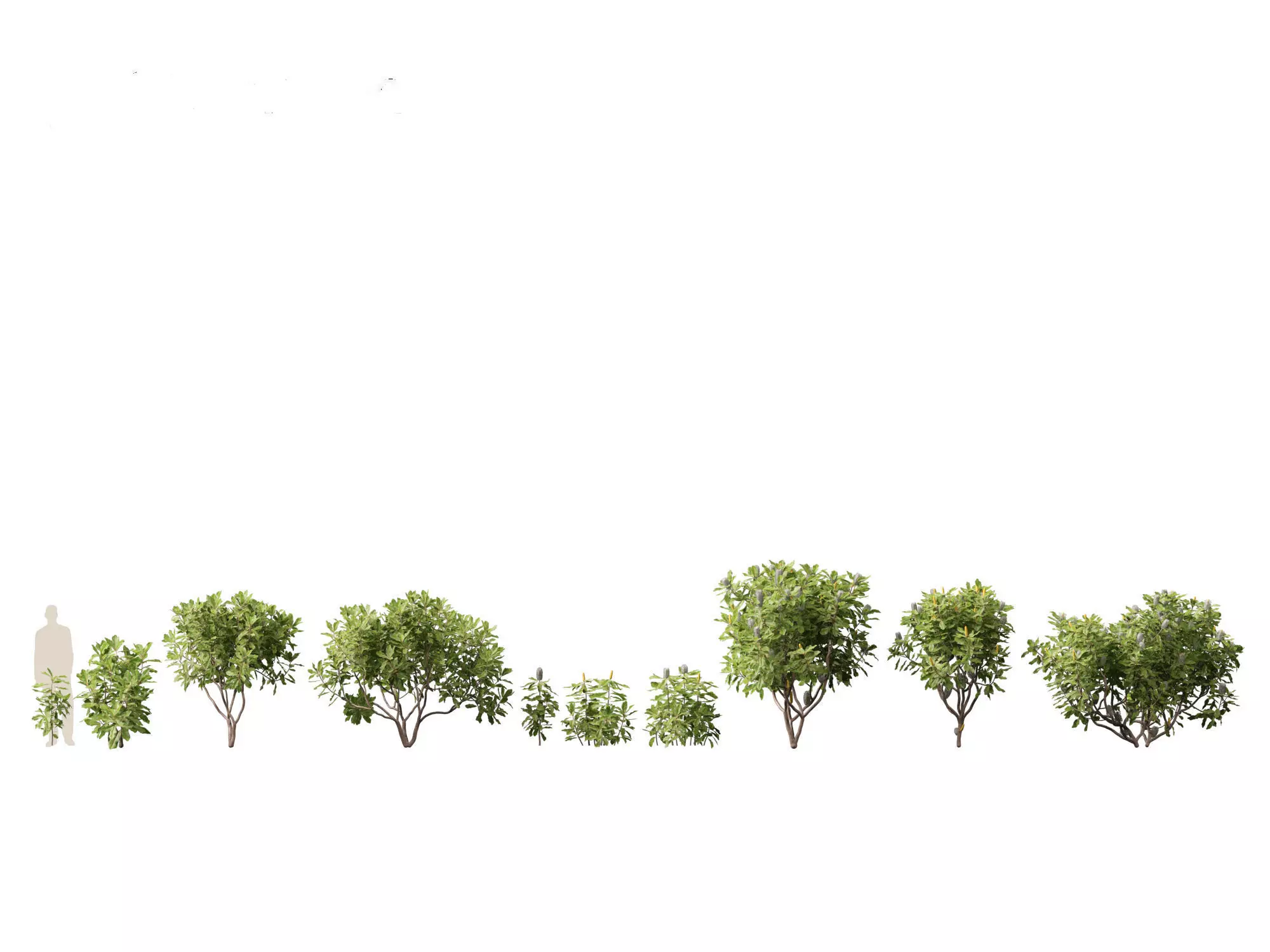 Australian Garden Essentials Pack 30 3D model_8