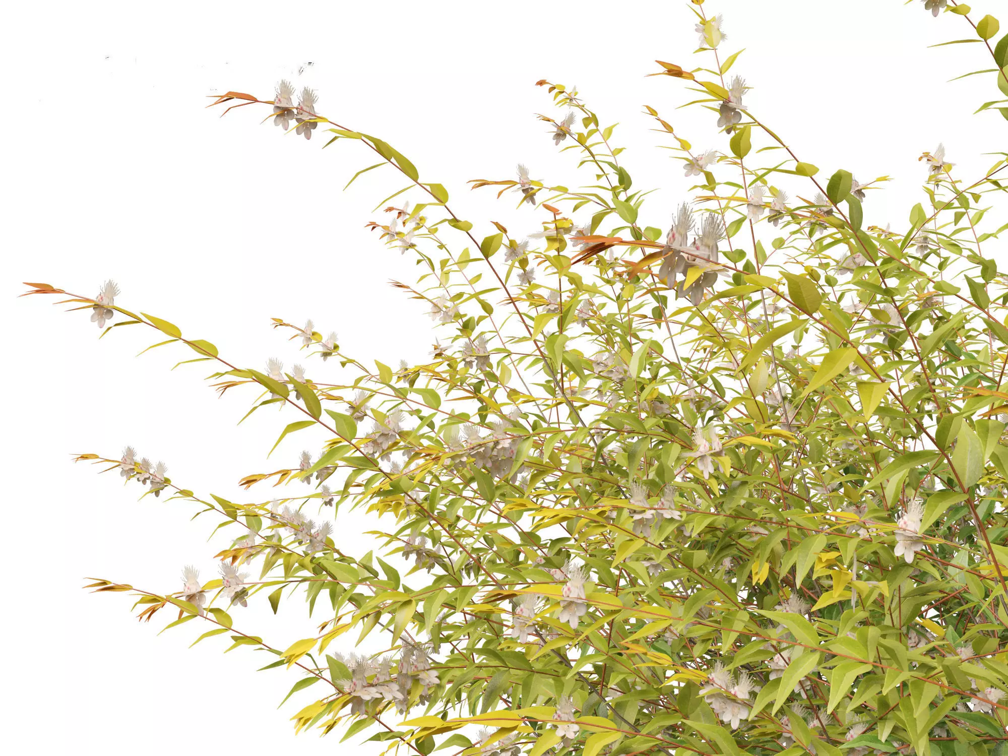 Australian Garden Essentials Pack 30 3D model_3