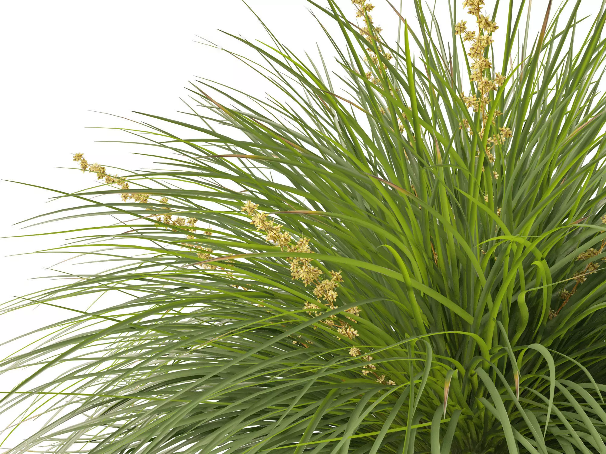 Australian Garden Essentials Pack 30 3D model_19