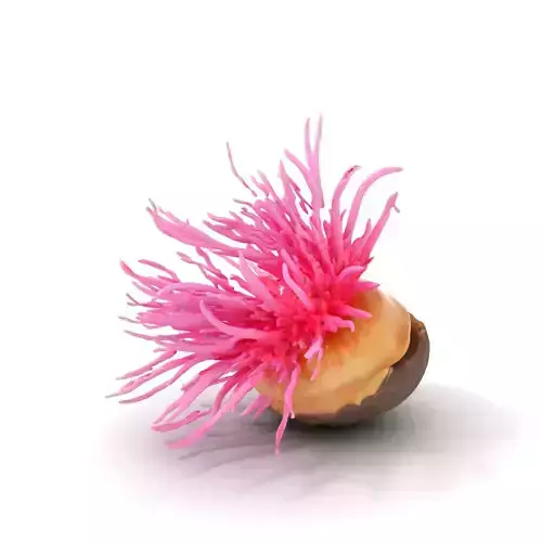 Vibrant Anemone Shell model pack Low-poly 3D model