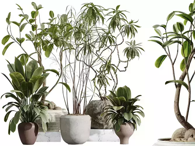 AV Indoor Plants Set 384 Ficus Abidjan and Ficus Marginata